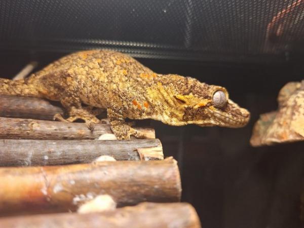 Image 3 of Gargoyle gecko, male, with full bioactive vivarium