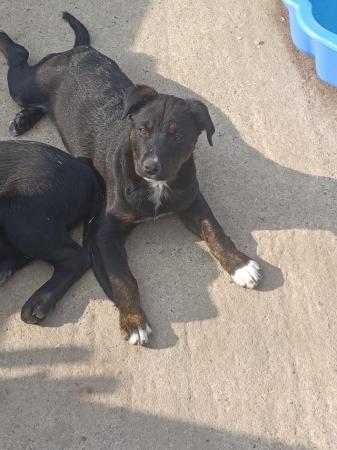 Image 19 of border collie cross rottweiler puppies