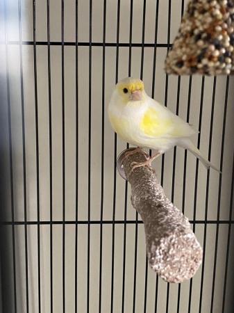 Image 1 of Mosaic male canary for sale