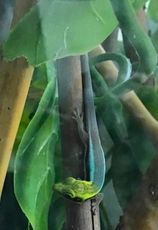 Image 2 of Neon Day Gecko - Phelsuma klemmeri babies