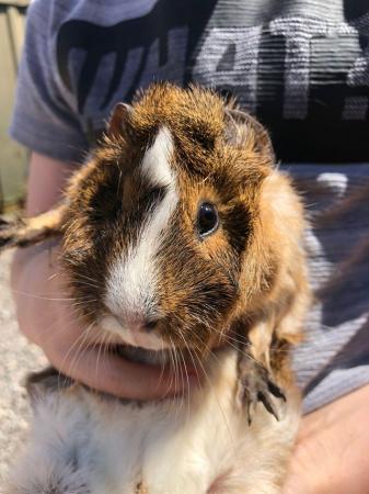 Image 6 of Female Guinea Pigs for sale