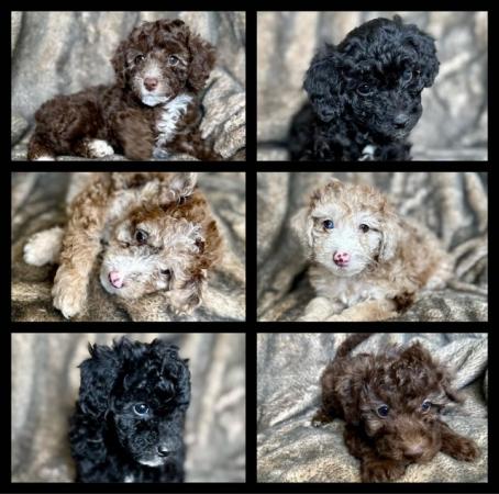 Image 2 of Extensively Health Tested Toy Poodle Puppies - Ready Now