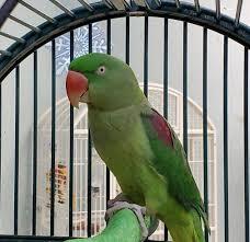 Image 2 of 4 year old Alexandrine for Sale