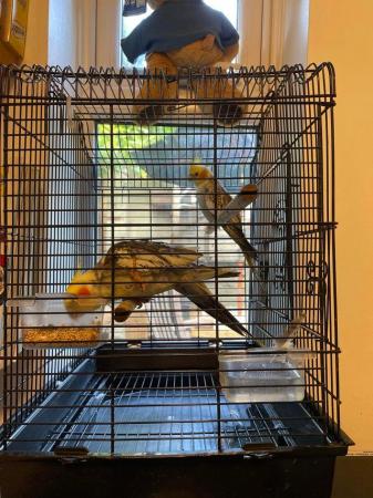 Image 2 of Cockatiels/ males £45.each with cage.