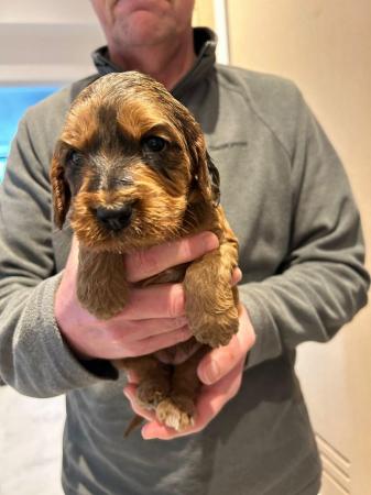 Image 4 of 2 gorgeous cockapoo puppies for sale