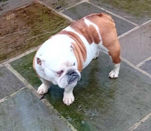 Image 2 of Adult British / English Bulldog For Sale
