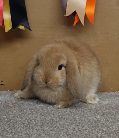 Image 3 of Gorgeous mini lop and dwarf lops