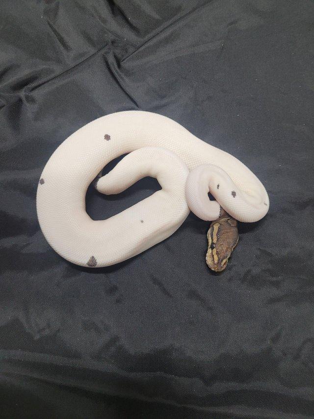 Preview of the first image of Cb23 cinnamon pied royal python female.