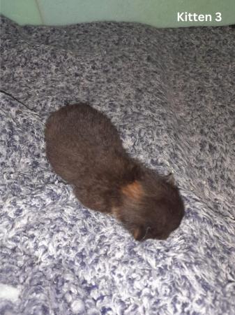 Image 15 of Female Kittens Availalable x3 from a litter of 5