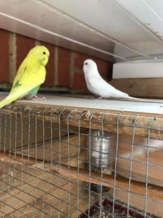 Image 4 of Budgies for sale - Variety of Colors and mutations