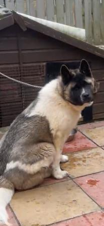 Image 6 of 8 month male american akita pup