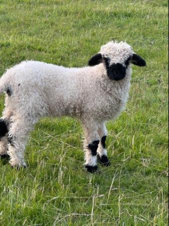 Image 2 of Valais BlackNose Ewe Lambs x 3