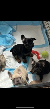 Image 18 of Beautiful French bulldog puppies ready to leave