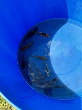 Image 2 of 3-6inch koi reared from new Forrest koi fry