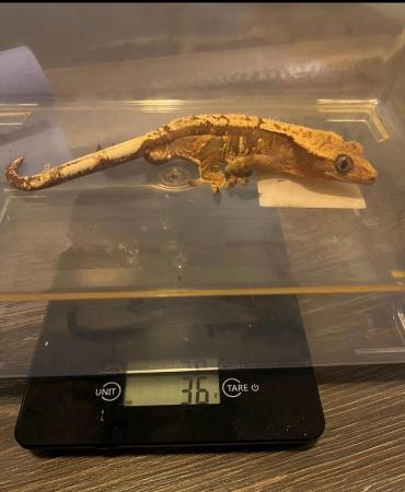 Image 1 of Flame Male Crested Gecko 35g