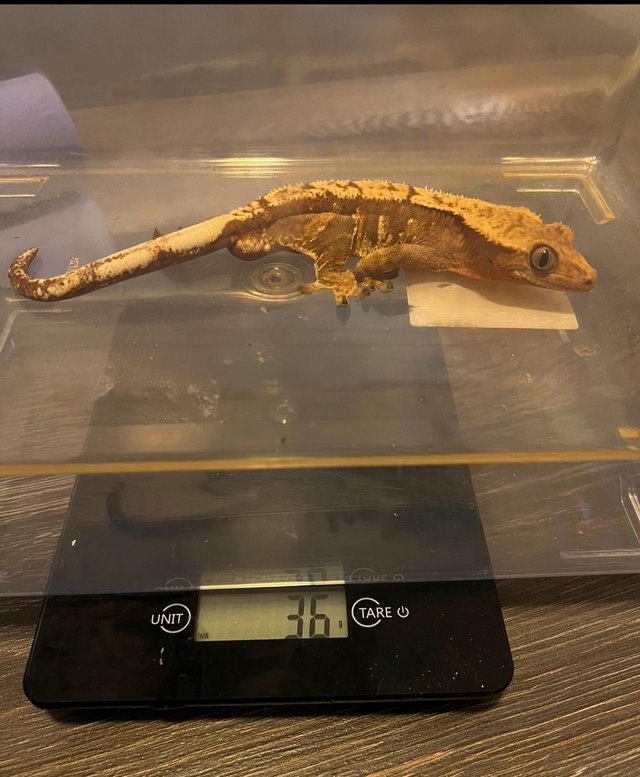 Preview of the first image of Flame Male Crested Gecko 35g.