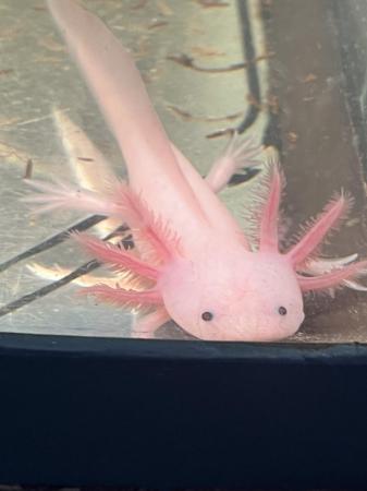 Image 4 of Axolotl’s unsexed Leucistic, 5 available