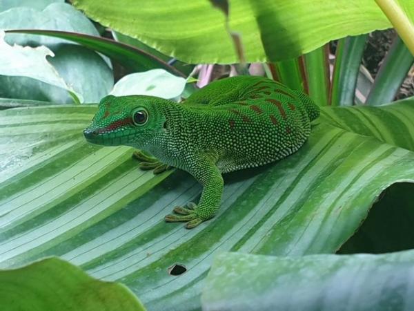 Image 1 of Phelsuma grandis - Giant Day Gecko *UPDATED*