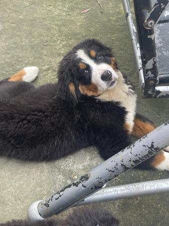 Image 5 of Quality BMD puppy from very good parents