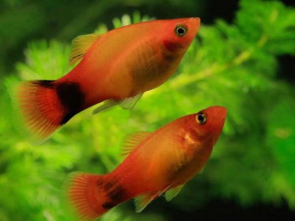 Image 1 of WANTED rehomed/free Platy, Danios or shrimps.