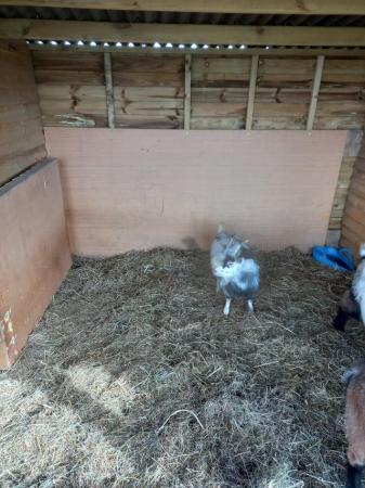 Image 3 of Male African pygmy goat for sale
