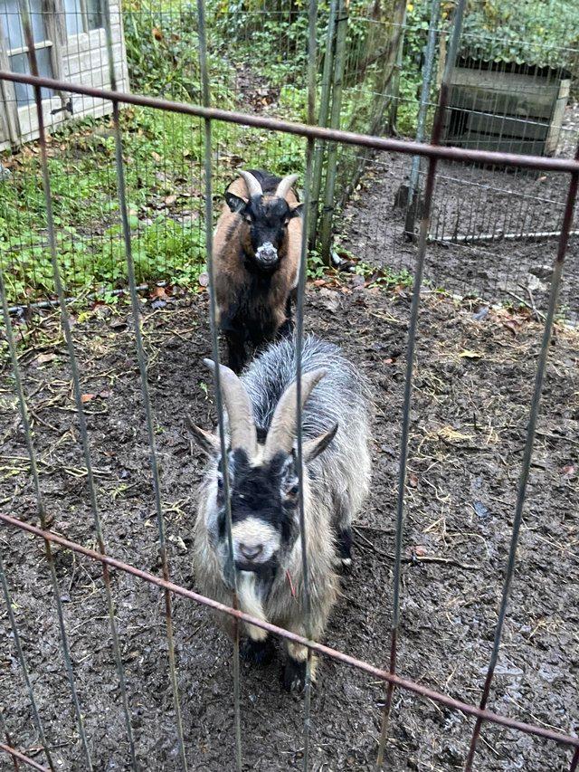 Preview of the first image of 2 x male Pygmy goats (3 and 4 years old).
