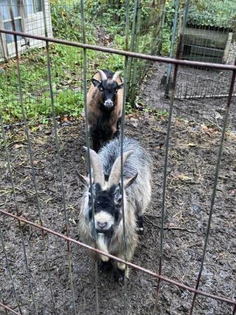 Image 1 of 2 x male Pygmy goats (3 and 4 years old)