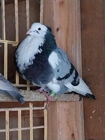 Image 4 of Horseman Pouter Pigeons hens and cocks