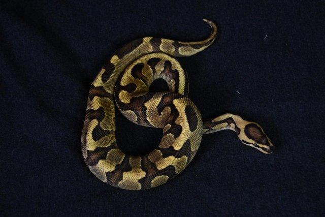Image 3 of Ball Python Leopard Fire Enchi Yellowbelly Pos Het Clown.