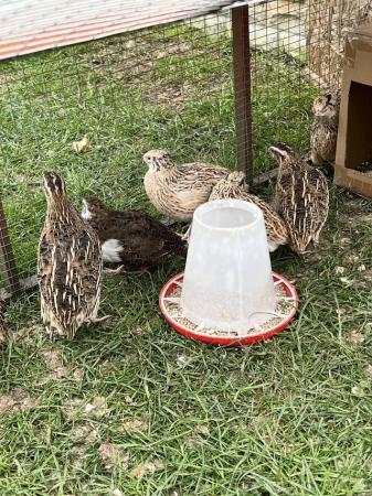 Image 4 of 16 week old Coturnix quail male and female
