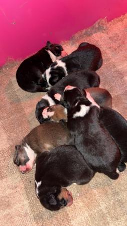Image 5 of Border collie pups for sale!