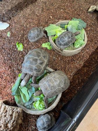 Image 21 of Various baby tortoises at Urban Exotics