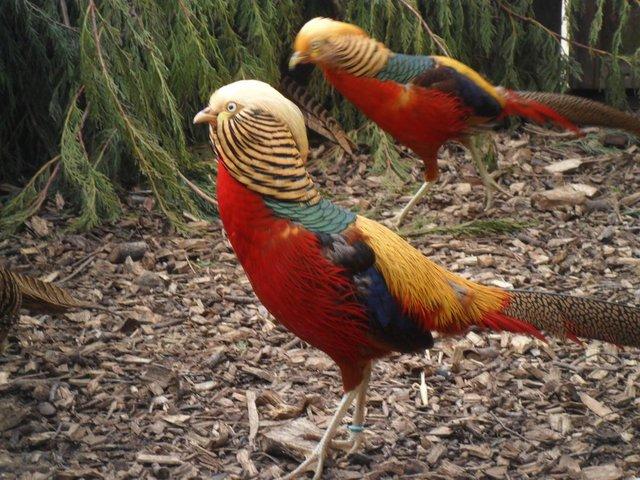 Preview of the first image of REDGOLDEN PHEASANTS 2023 BRED PAIRS SPLIT 5000 SERIES.