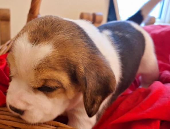Image 16 of 2 BEAUTIFUL (KC REGISTERED) BEAGLE PUPPIES