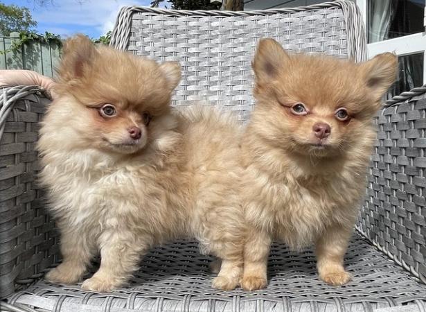 Image 11 of Pomeranian Puppies Ready now only 2  Boys
