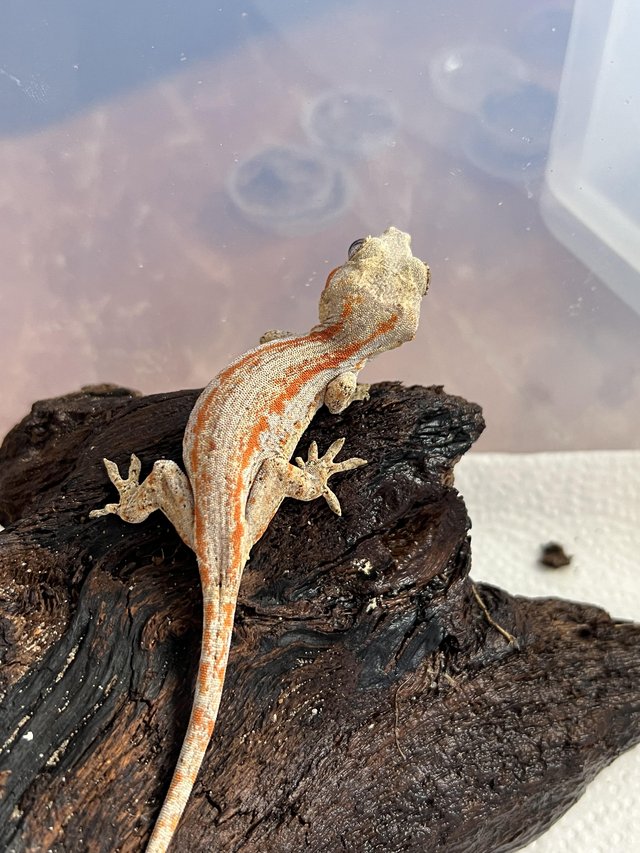 Preview of the first image of Gargoyle geckos 5 to 8 months old.