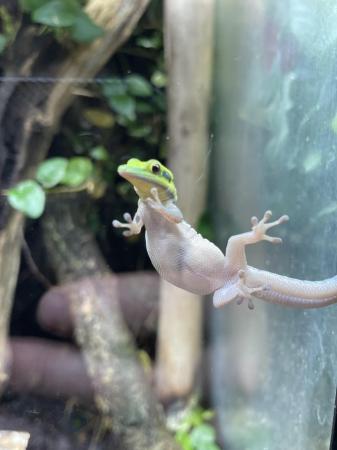 Image 2 of Phelsuma klemmeri neon day gecko proven female