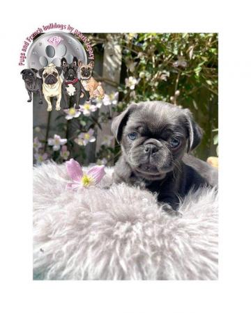 Image 10 of Kc pug puppies ( rare chocolate and blues )