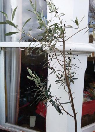 Image 5 of OLIVE TREE With Olives, Trained as a Standard in Pot