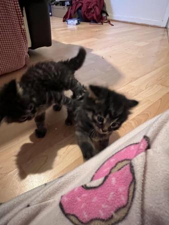Image 2 of 3 kittens for sale in wigan