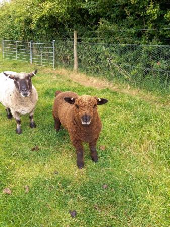 Image 1 of Ryeland coloured lambs for sale