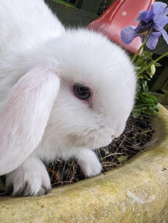 Image 3 of 1 adorable mini-lop bunny needs his forever homes NOW
