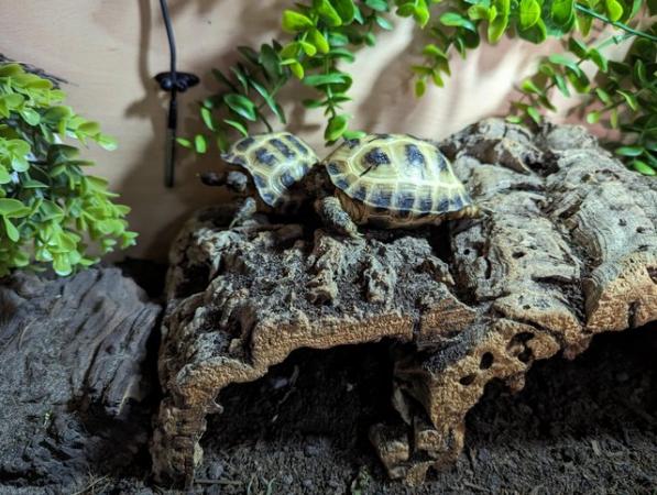Image 4 of Baby Horsefield Tortoise Hatchlings