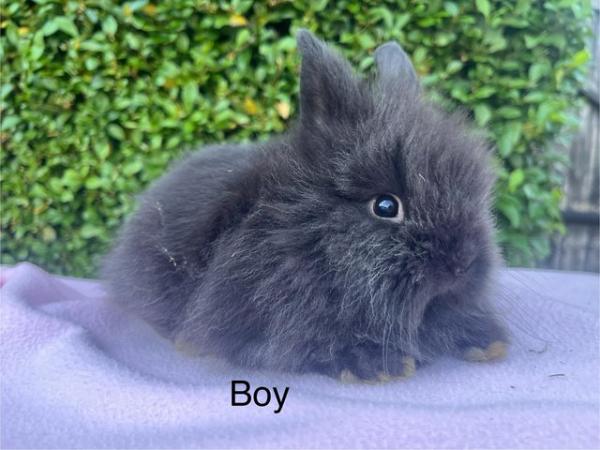 Image 7 of Mini double maned lionhead and mini lops available