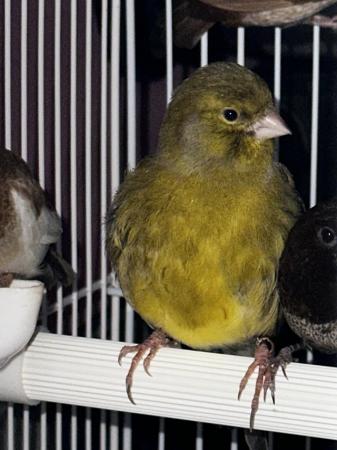 Image 5 of Canaries for sale in different colours