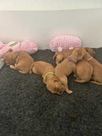 Image 4 of KC show Golden cocker puppies - 1 girl & boy left
