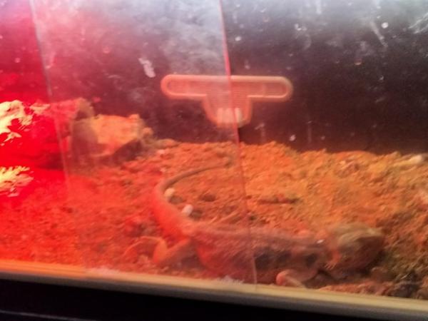 Image 2 of 3 year old orange bearded dragon for sale