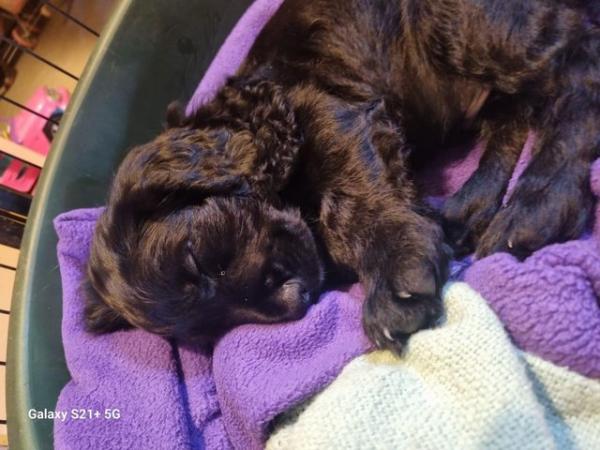 Image 13 of Last 1 left - Stunning KC DNA Tested Working Cocker Puppies