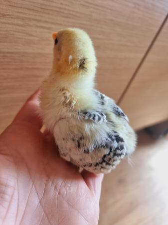 Image 2 of Bantam chick's for sale 3, 4 weeks old
