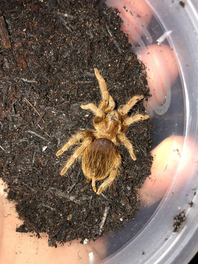 Preview of the first image of Curly Hair Tarantula Slings.